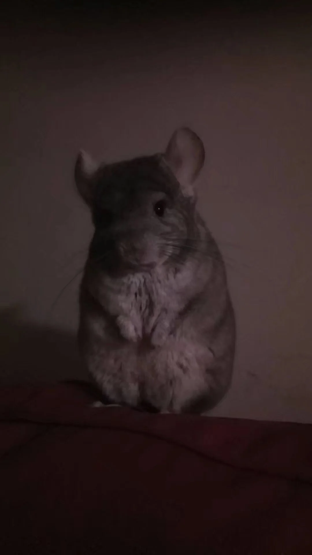もっと見る