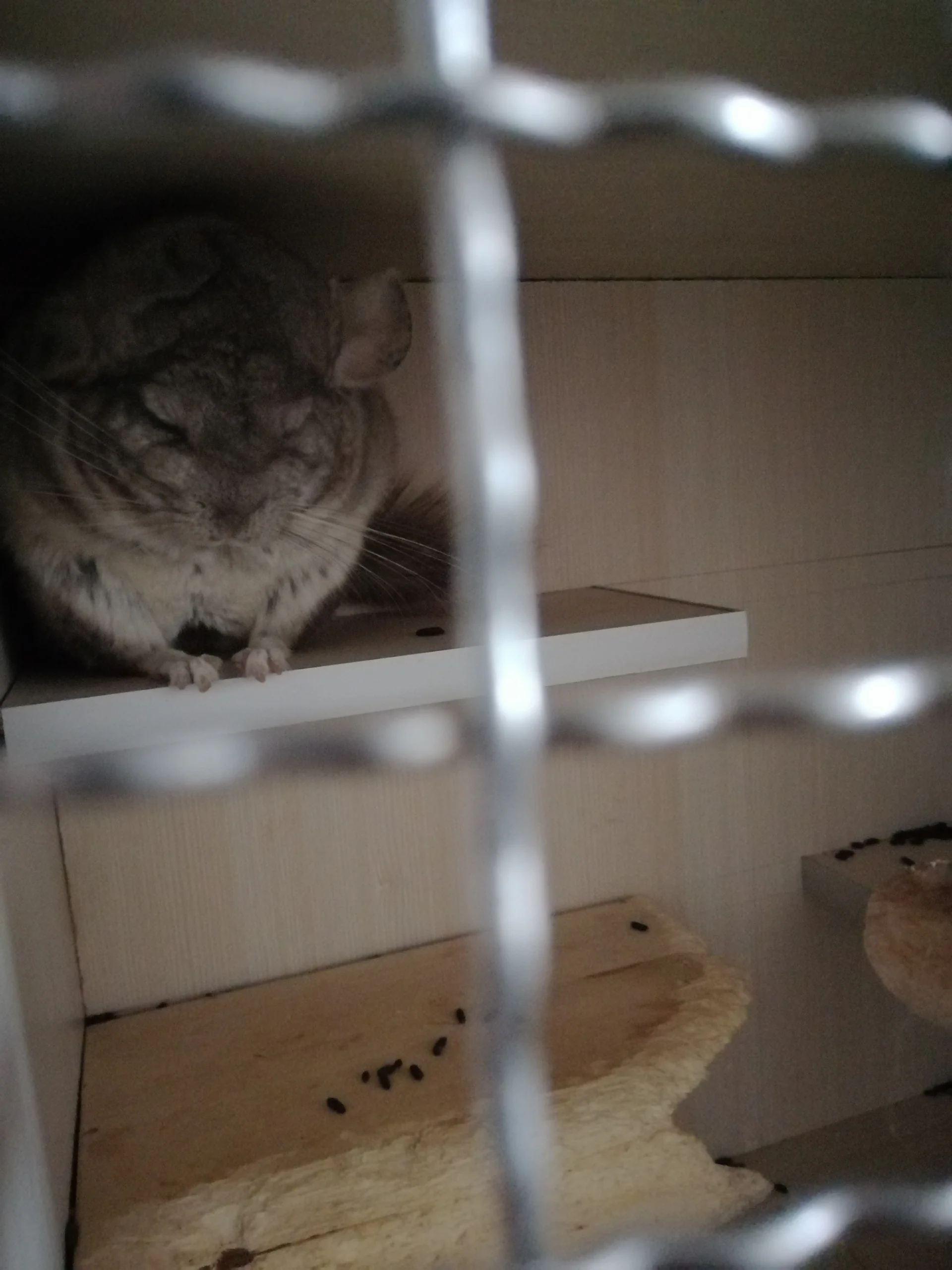 もっと見る