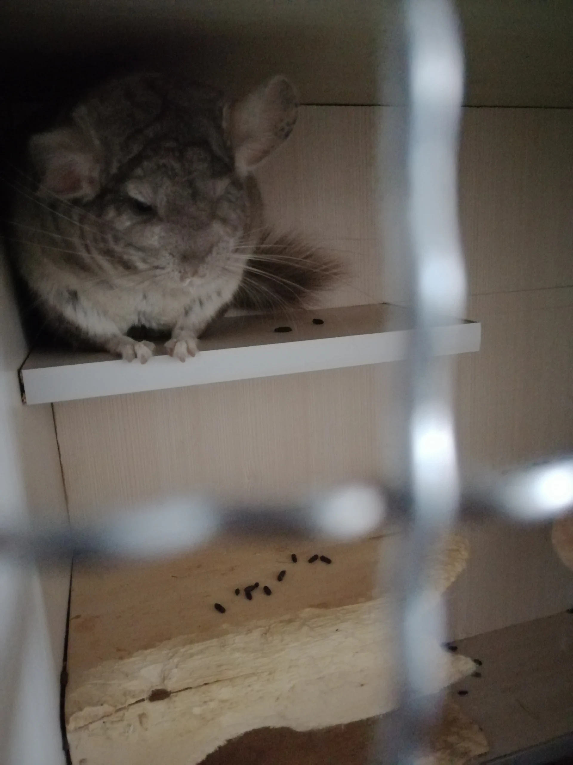 もっと見る