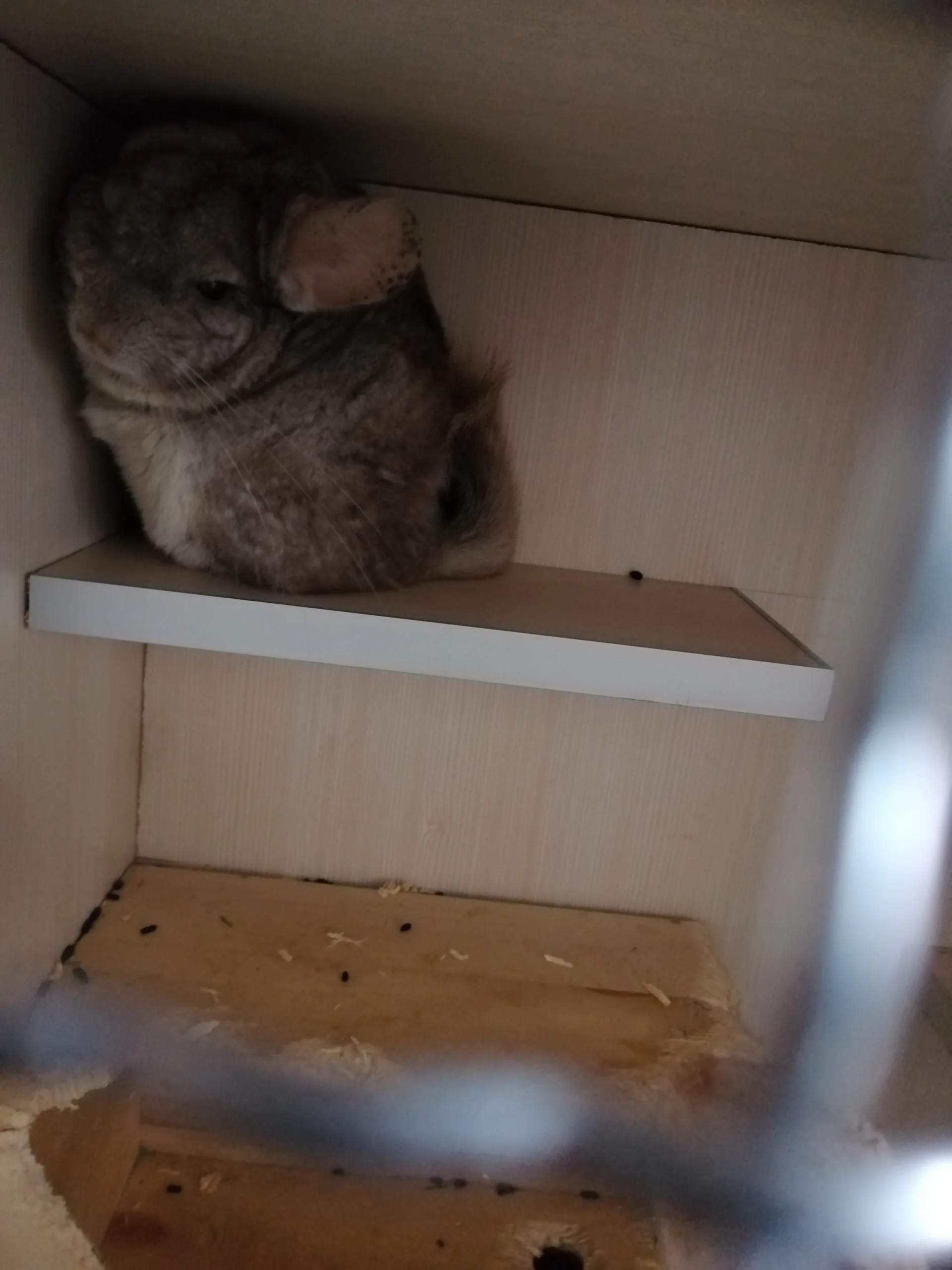 もっと見る