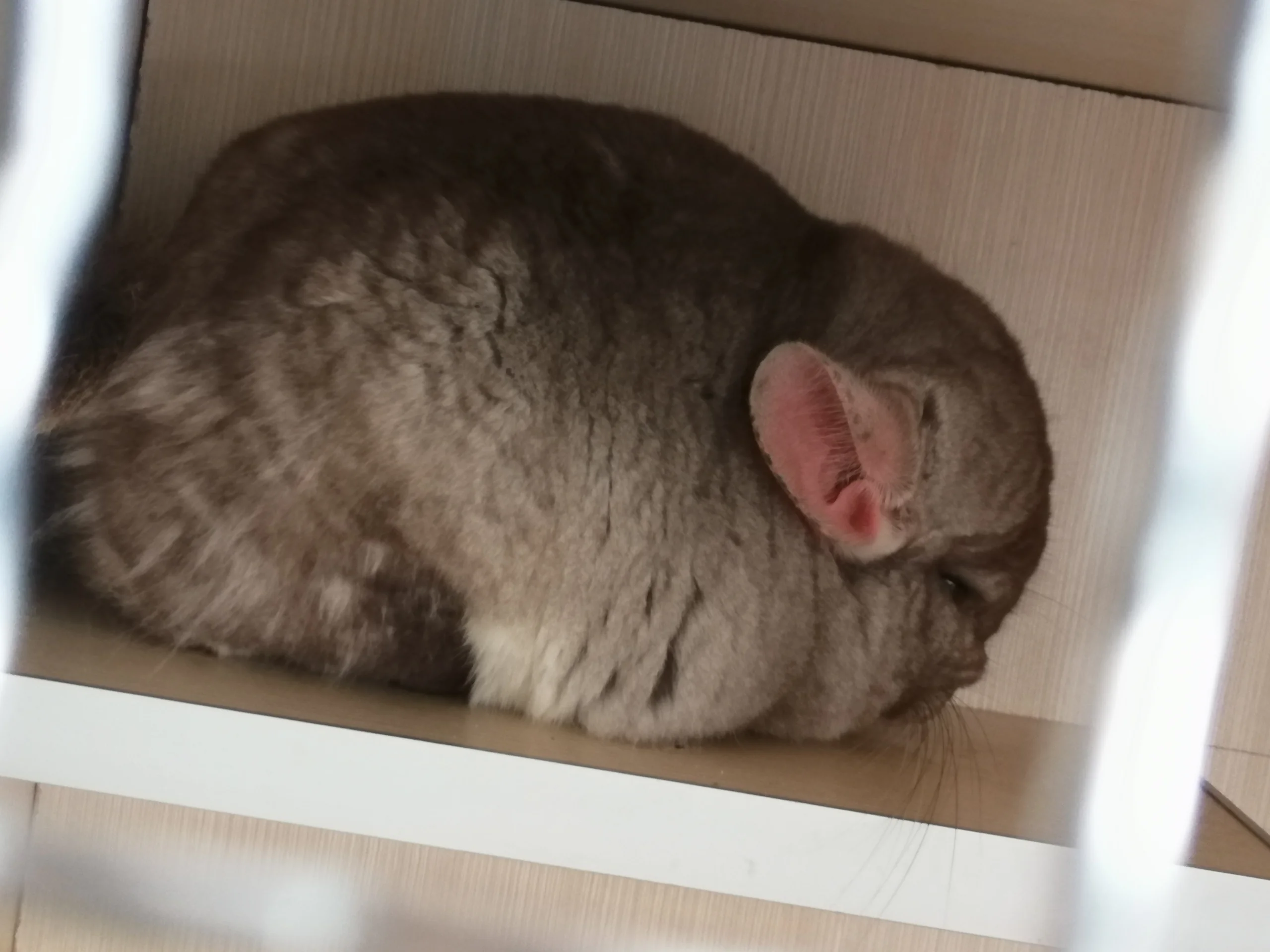 もっと見る