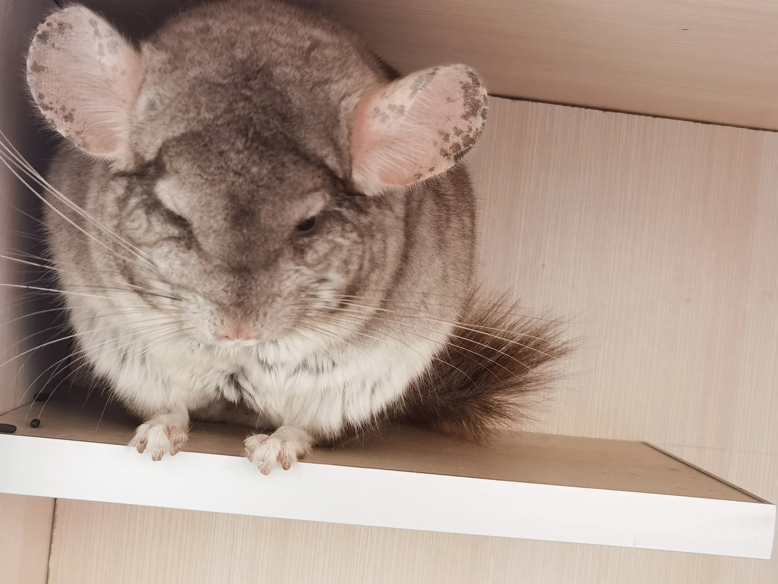 もっと見る