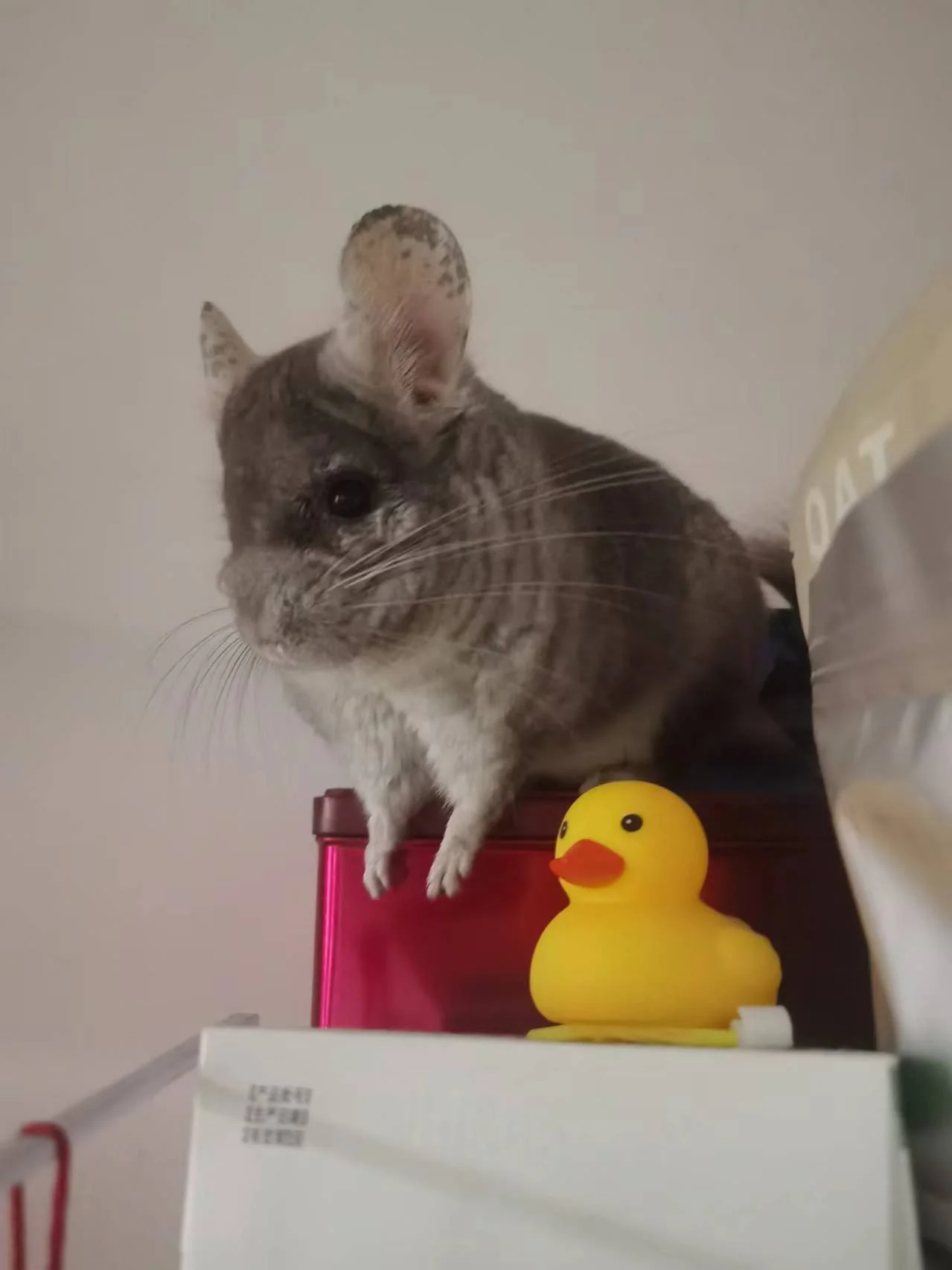 もっと見る