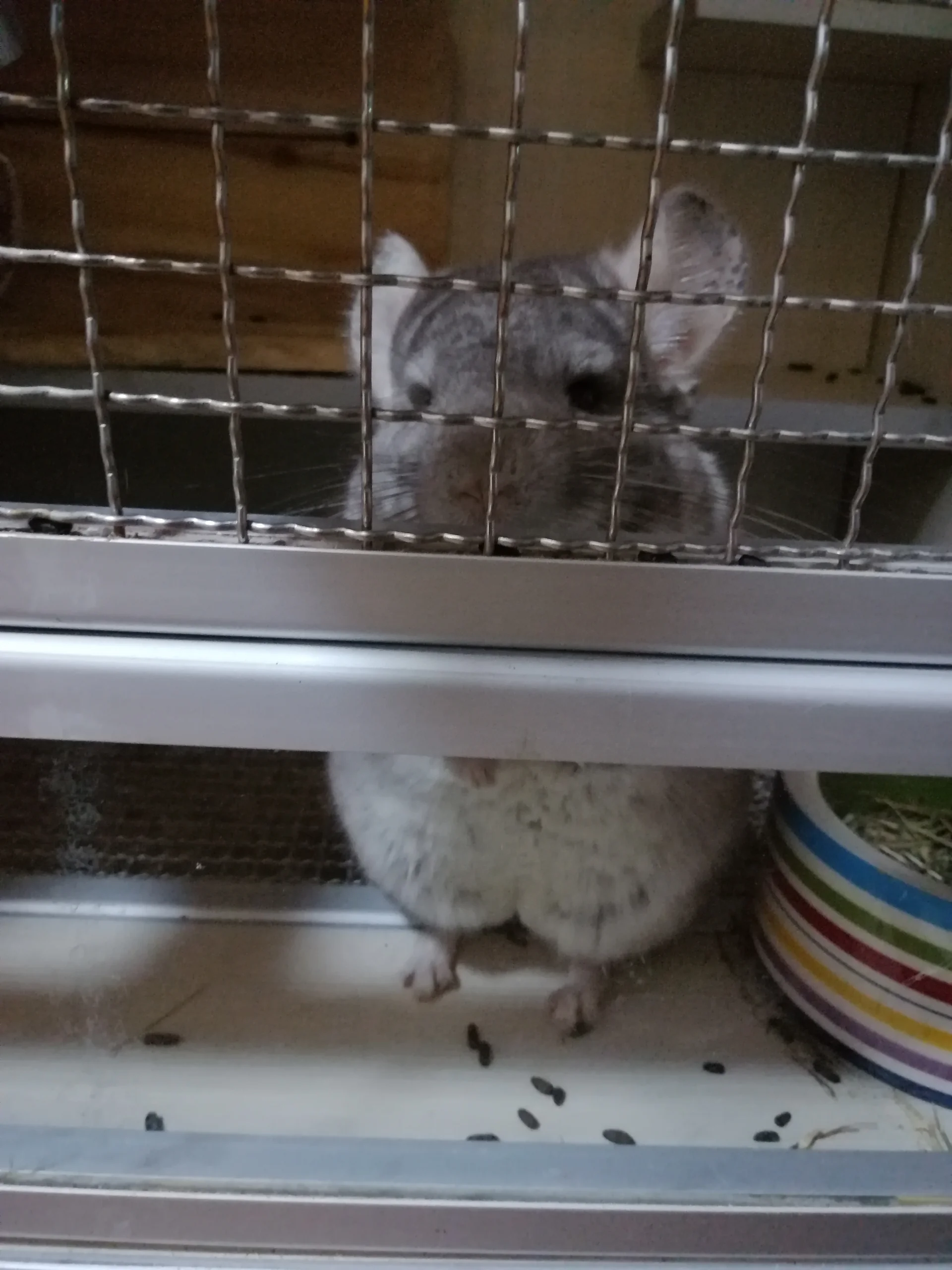 おすすめ