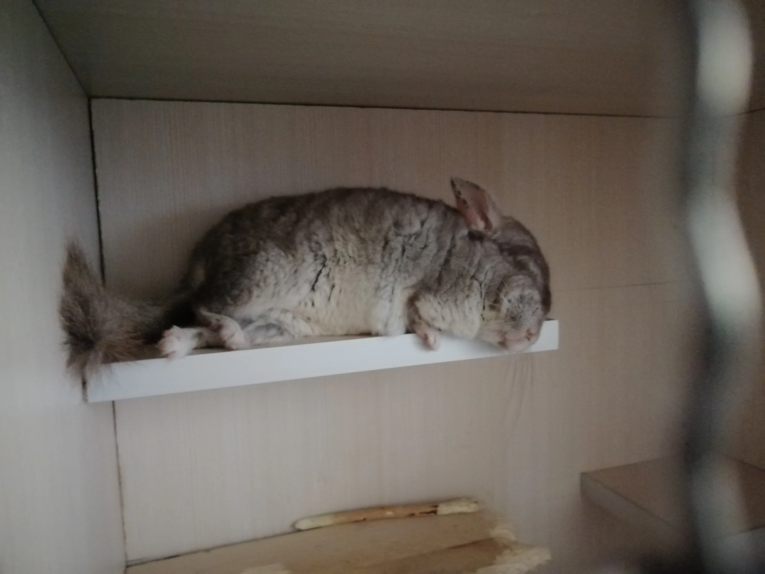 おすすめ
