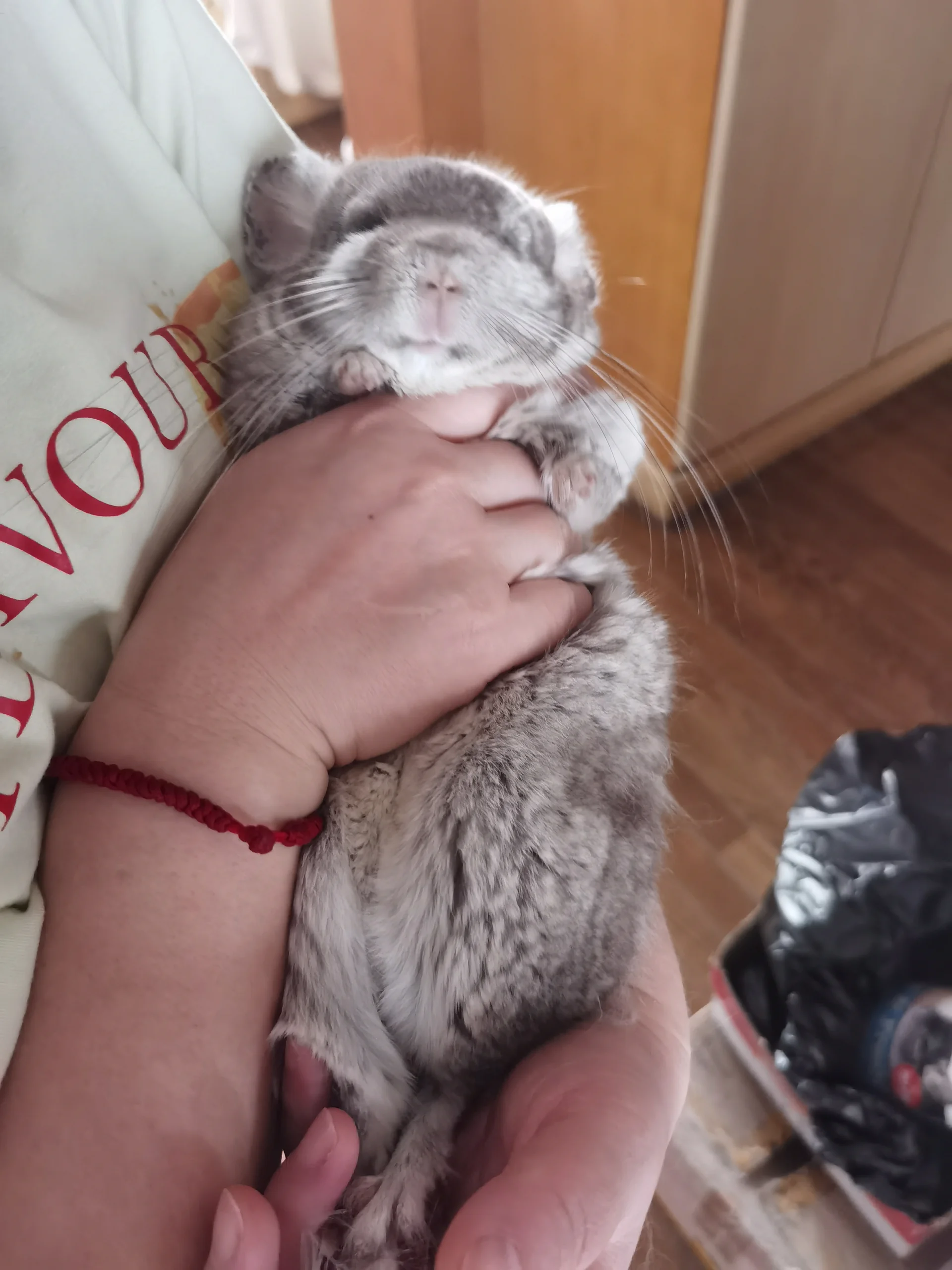 Chinchilla tilting head while being chin-scratched